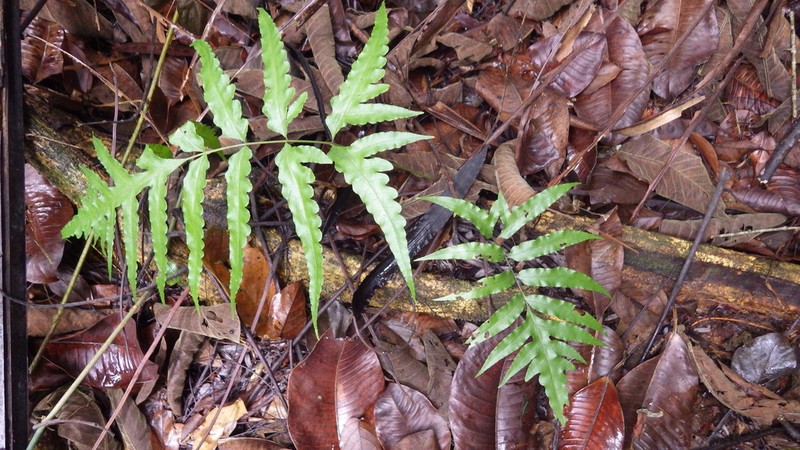 Diamond Creepingfern photo 3