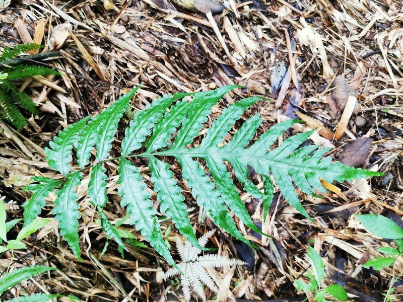 Diamond Creepingfern photo 4