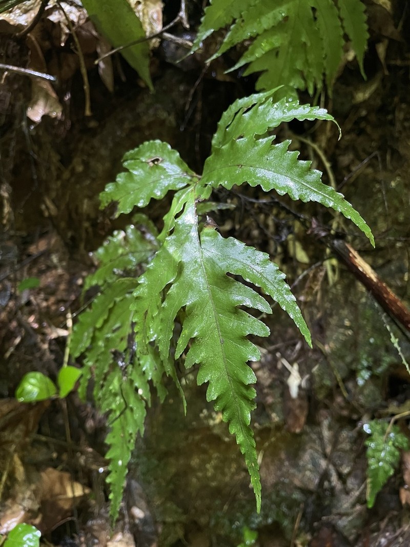 Diamond Creepingfern photo 5
