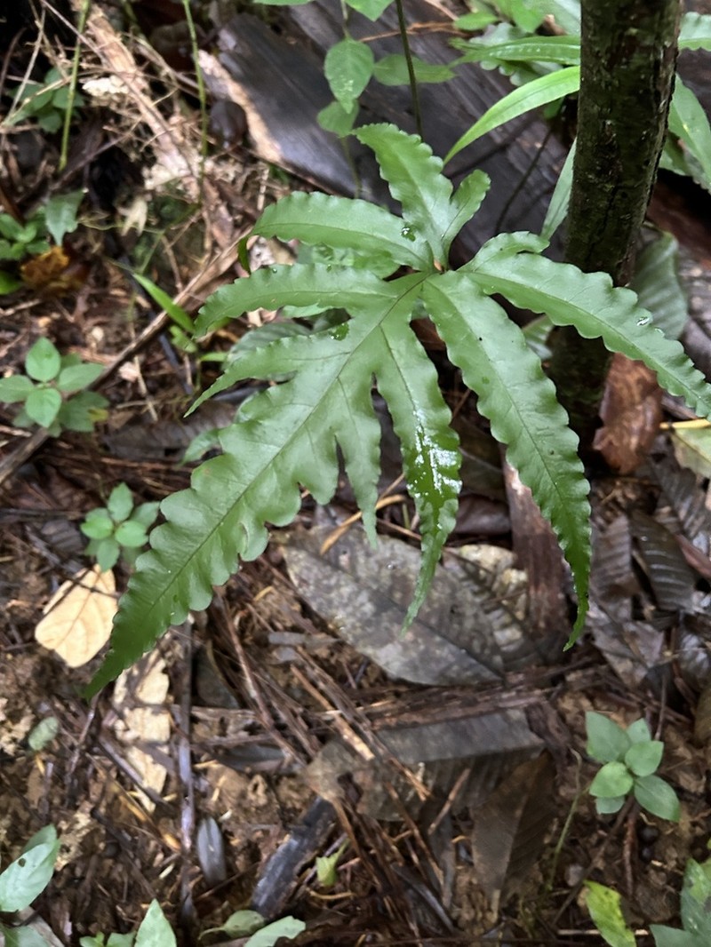 Diamond Creepingfern photo 6