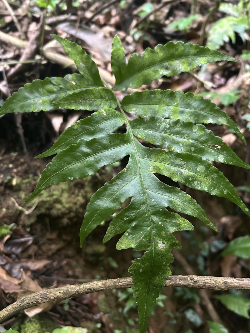 Diamond Creepingfern photo 7