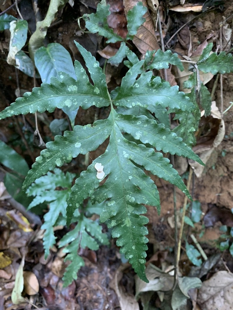 Diamond Creepingfern photo 8