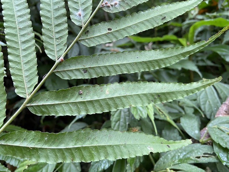 Bolbitis angustipinna