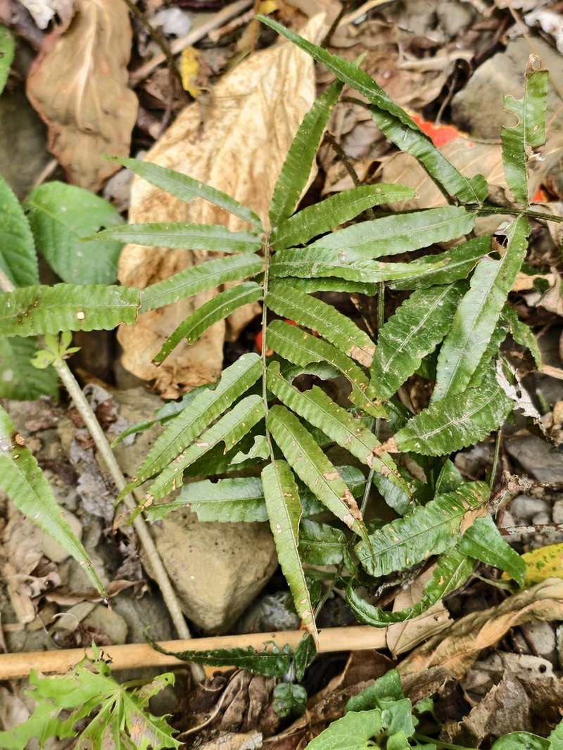 Bolbitis angustipinna photo 2