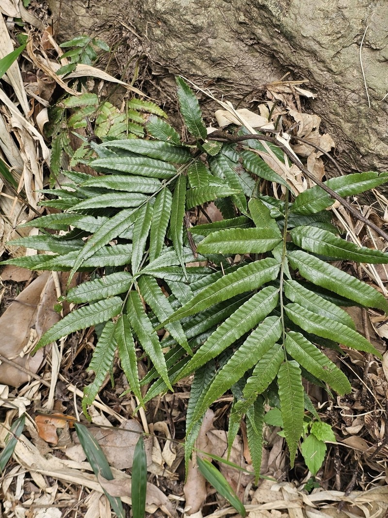 Bolbitis angustipinna photo 4