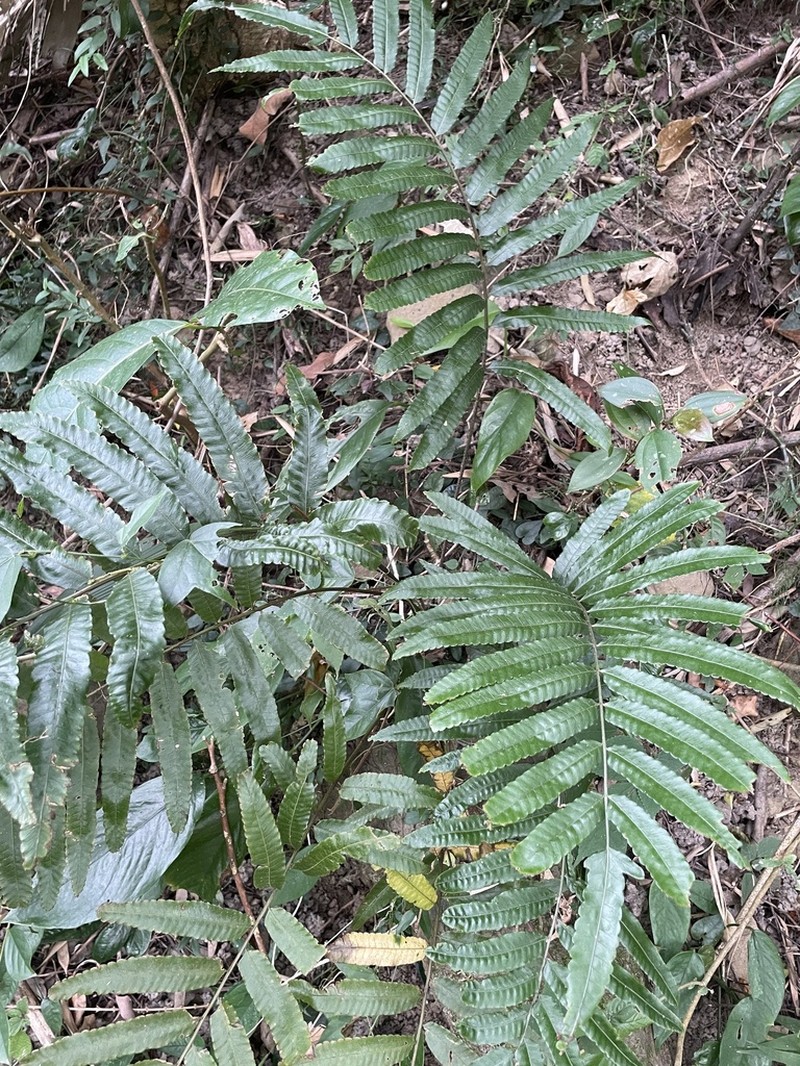Bolbitis angustipinna photo 5