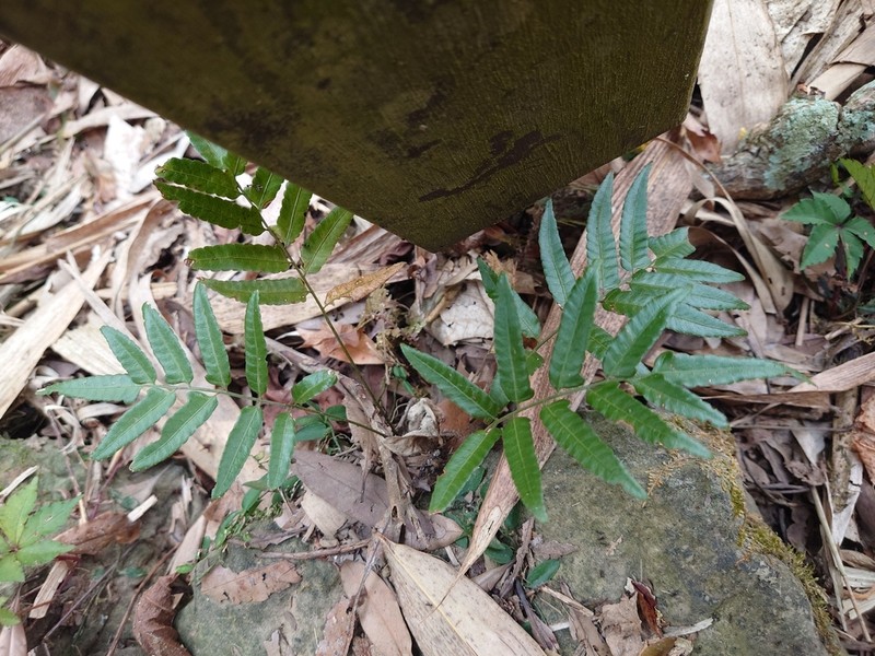 Bolbitis angustipinna photo 8