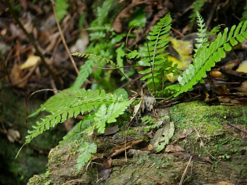 Bolbitis appendiculata