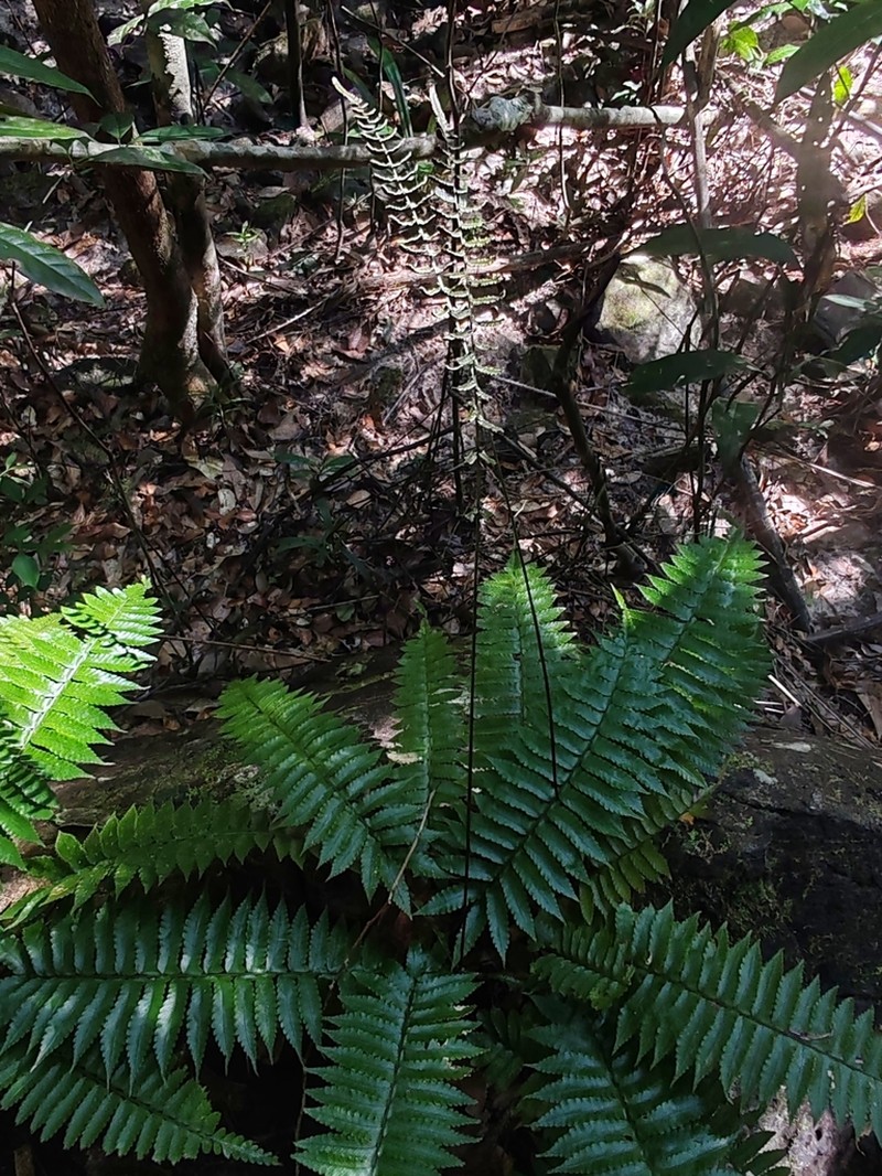 Bolbitis appendiculata photo 2
