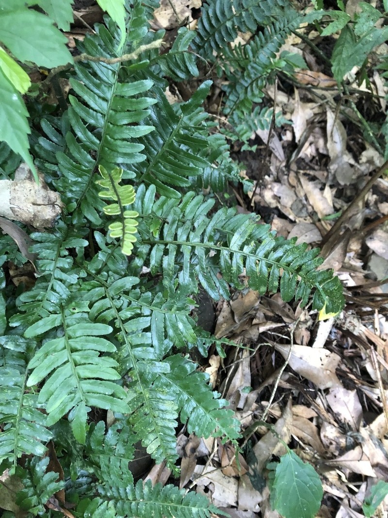 Bolbitis appendiculata photo 3