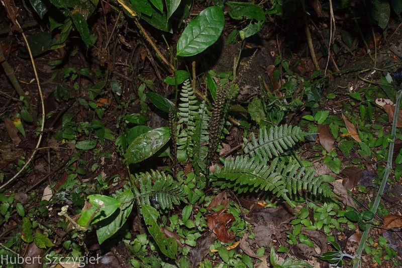 Bolbitis appendiculata photo 4