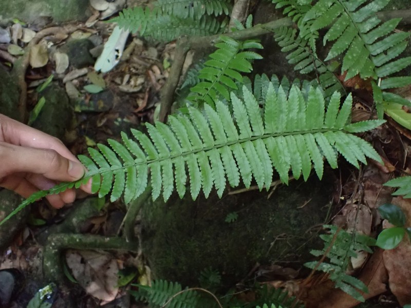 Bolbitis appendiculata photo 5