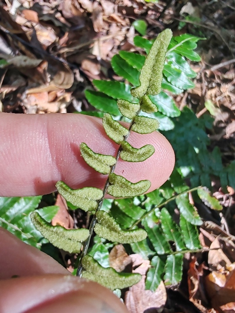 Bolbitis appendiculata photo 6