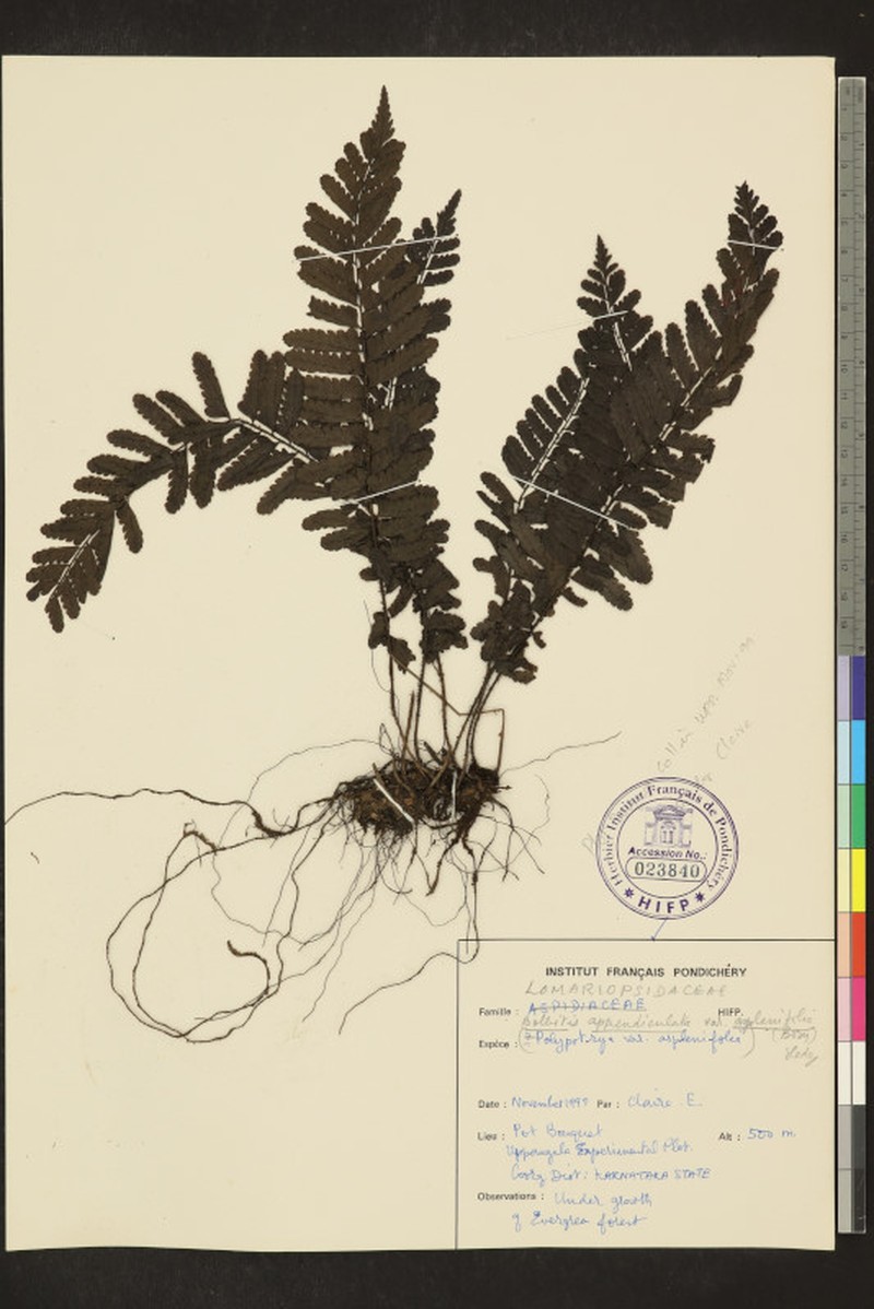 Bolbitis aspleniifolia