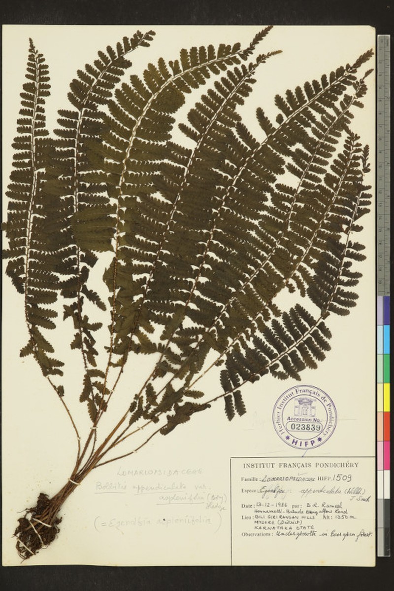 Bolbitis aspleniifolia photo 2