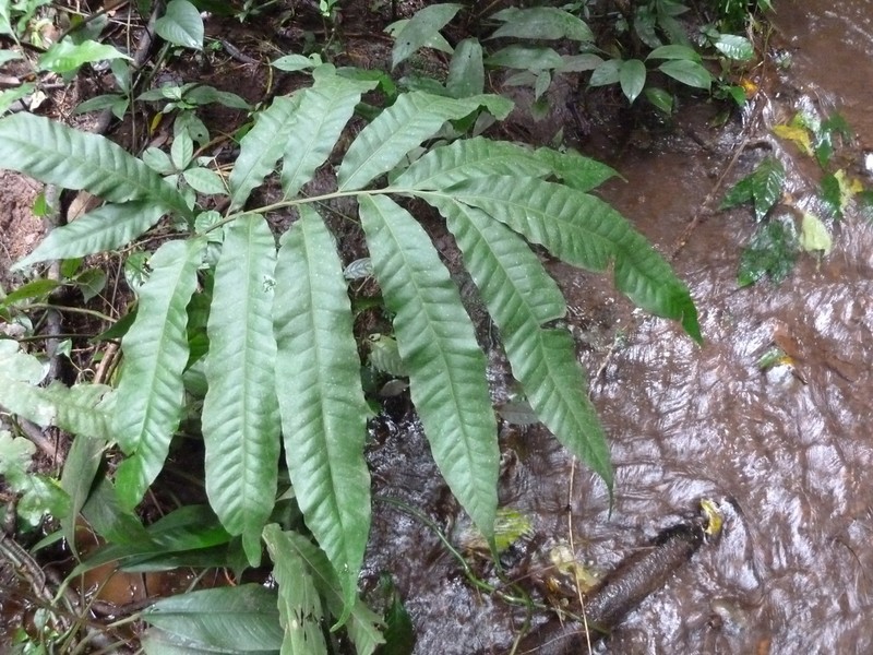 Bolbitis auriculata photo 2