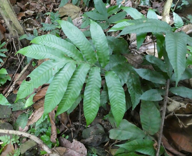 Bolbitis auriculata photo 3