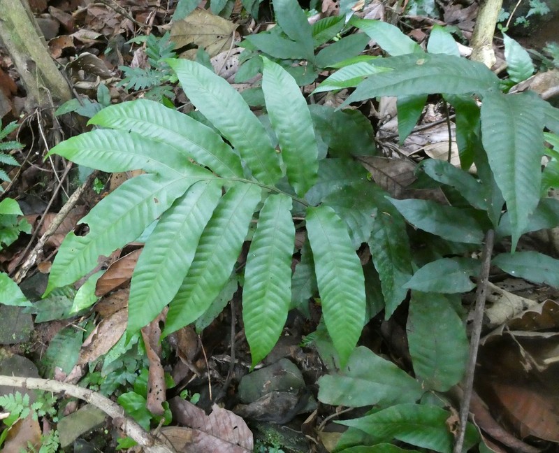 Bolbitis auriculata photo 4