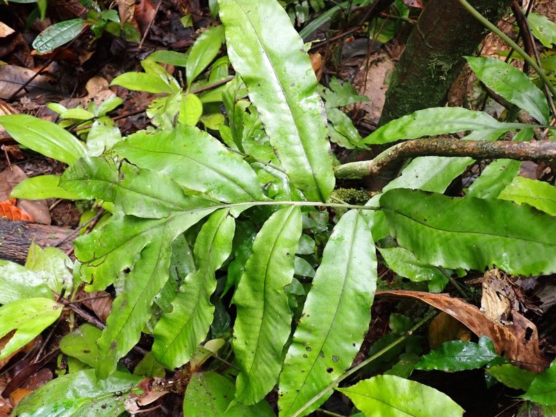 Bolbitis auriculata photo 5