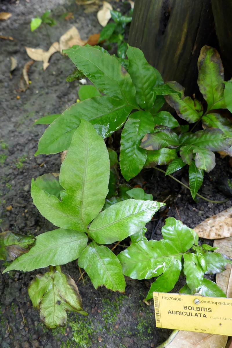 Bolbitis auriculata