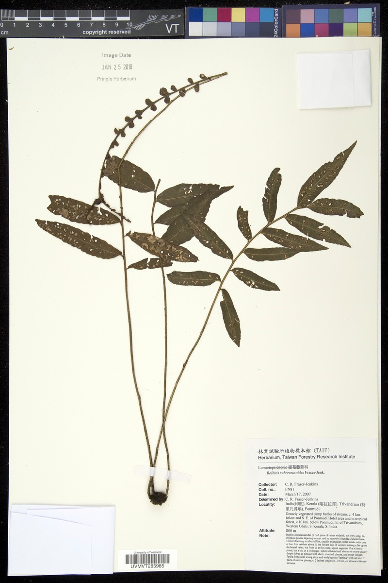 Bolbitis beddomei