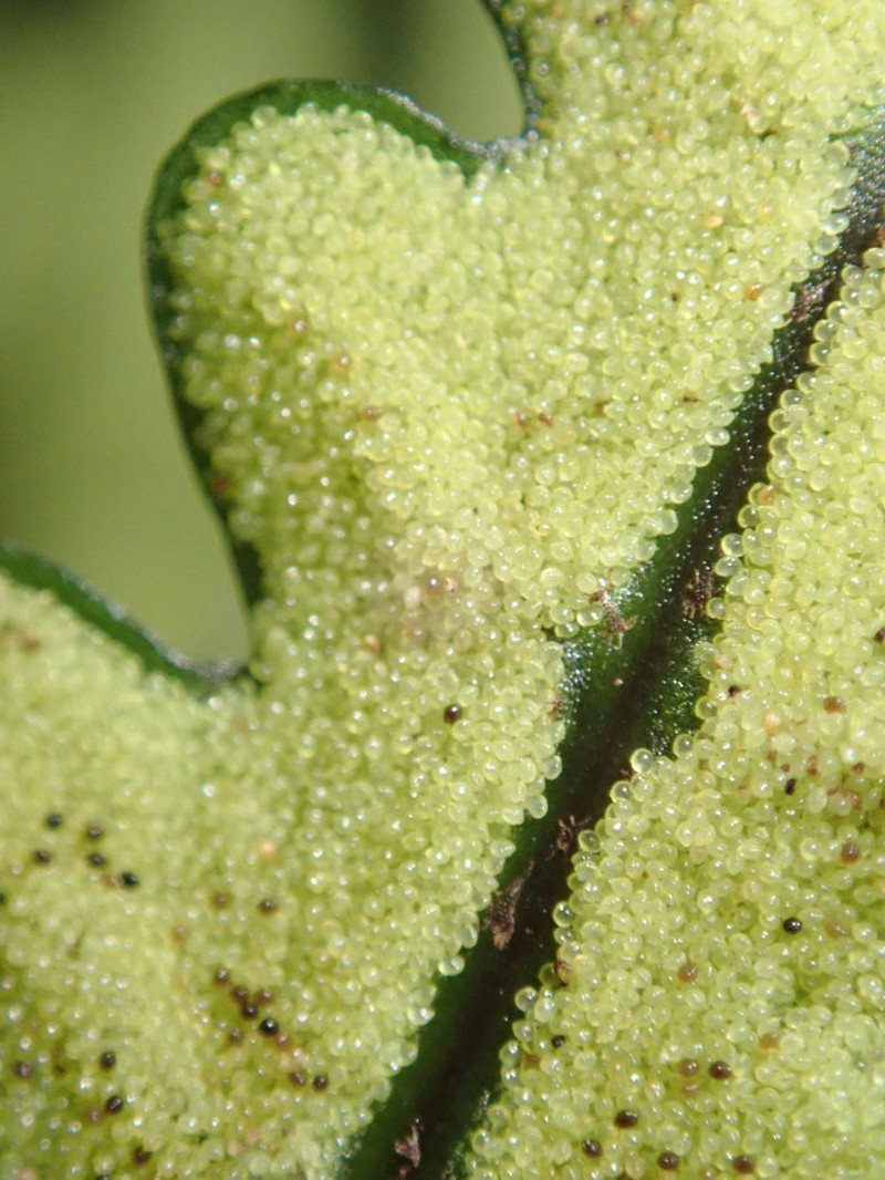 Bolbitis bipinnatifida