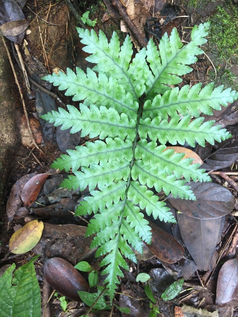 Bolbitis bipinnatifida photo 2