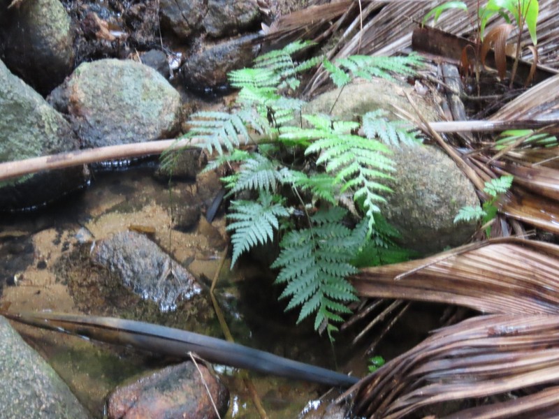Bolbitis bipinnatifida photo 3