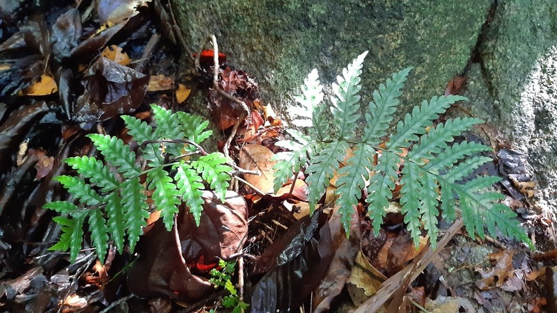 Bolbitis bipinnatifida photo 5