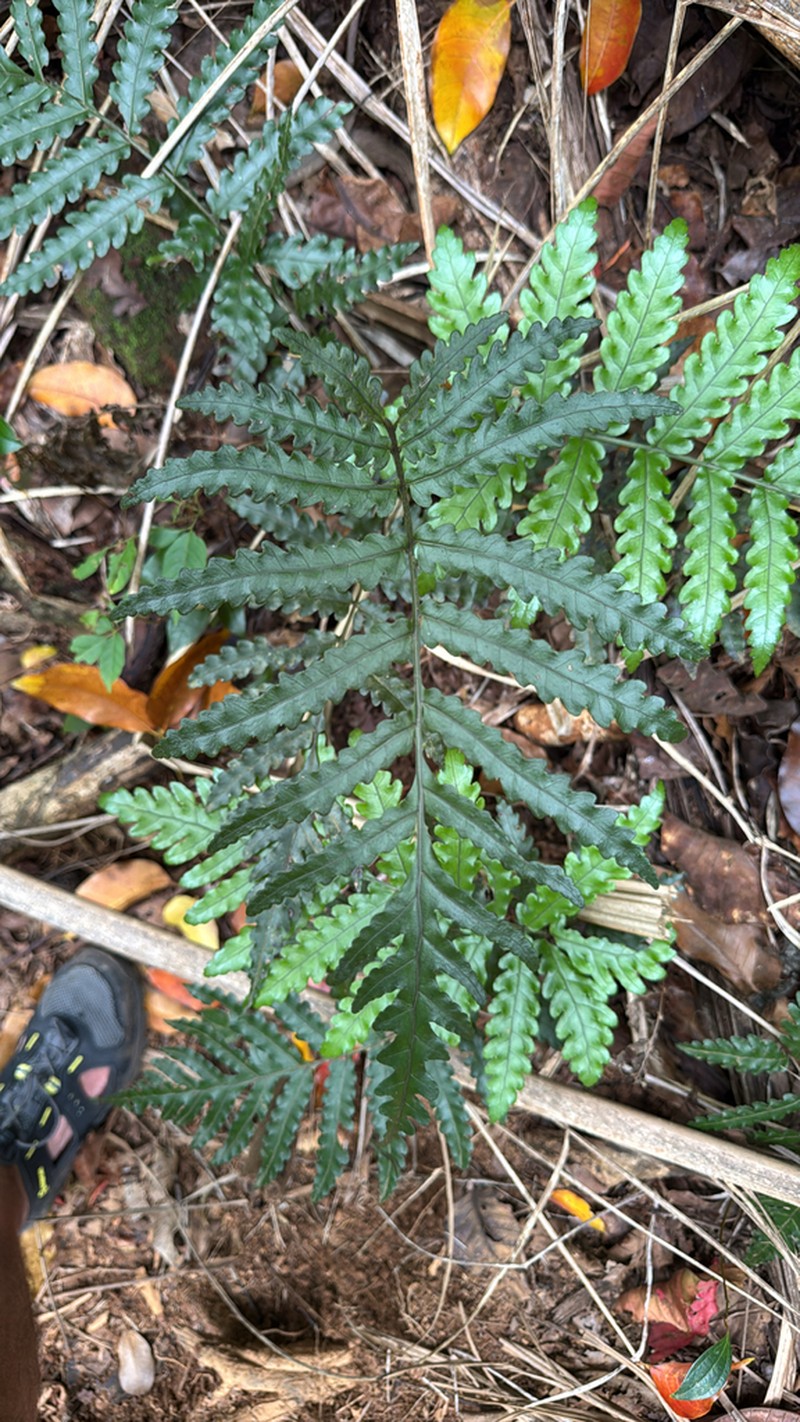 Bolbitis bipinnatifida photo 6