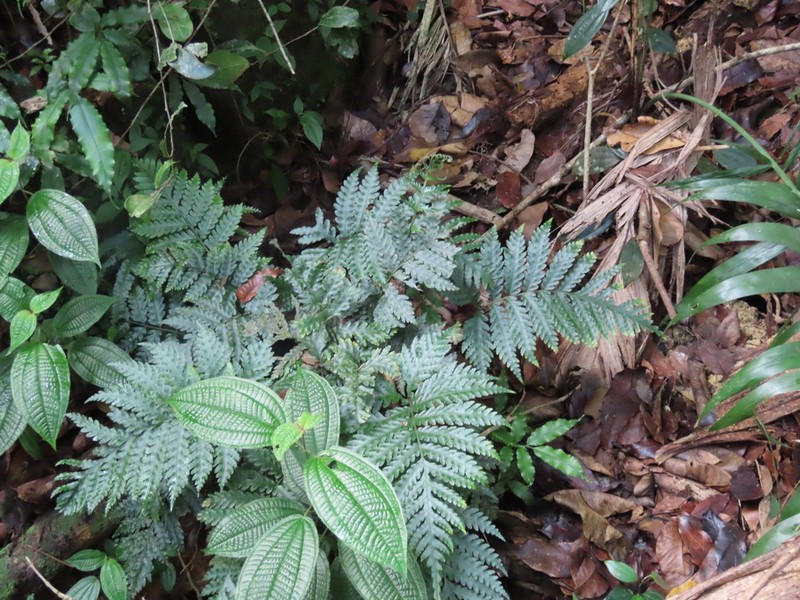 Bolbitis bipinnatifida photo 7