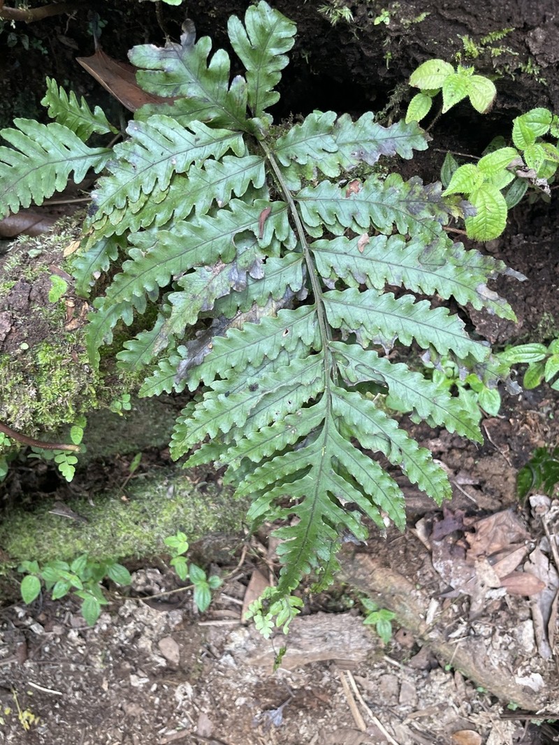 Bolbitis bipinnatifida photo 8