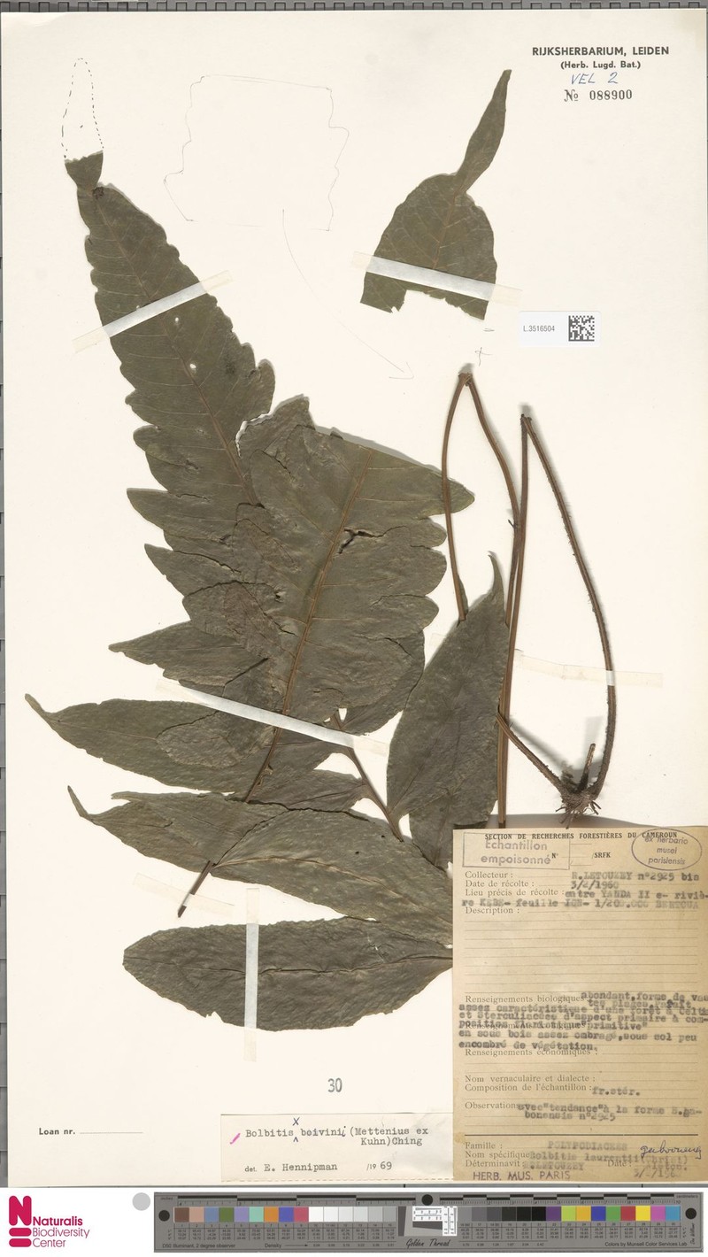 Bolbitis boivinii
