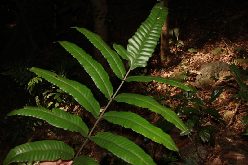 Bolbitis cadieri
