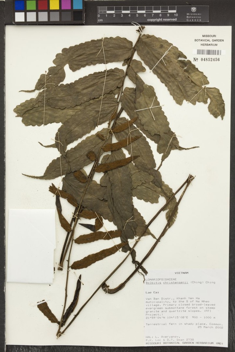 Bolbitis christensenii