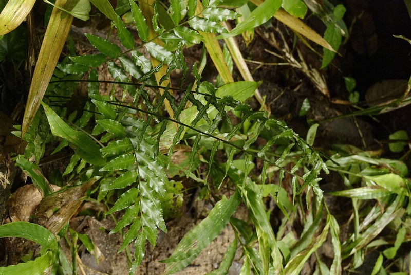 Bolbitis crispatula photo 2