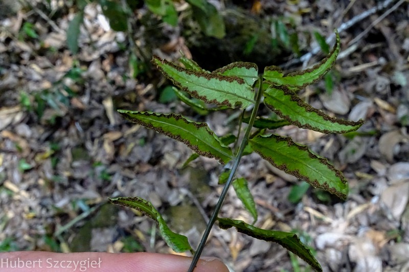 Bolbitis crispatula photo 5