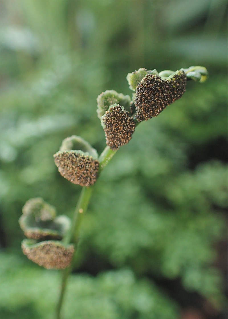 Bolbitis difformis