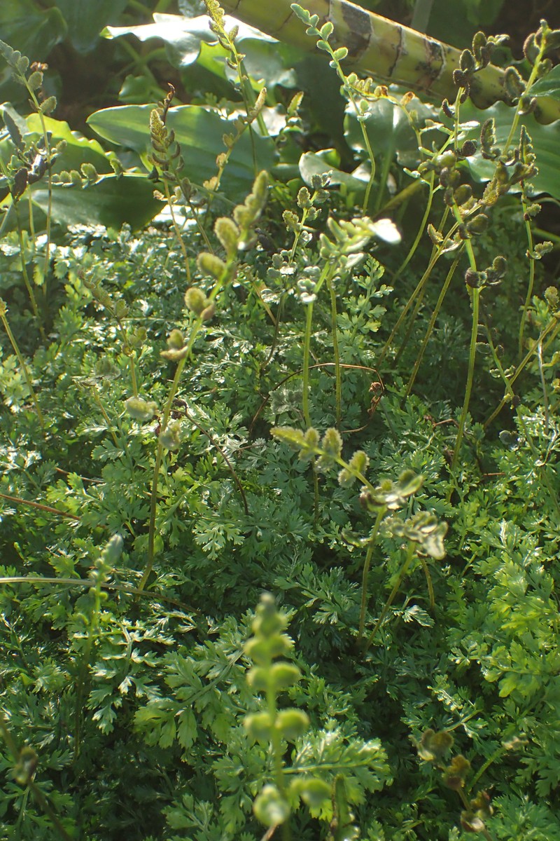 Bolbitis difformis photo 3