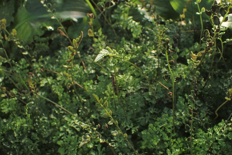Bolbitis difformis photo 4