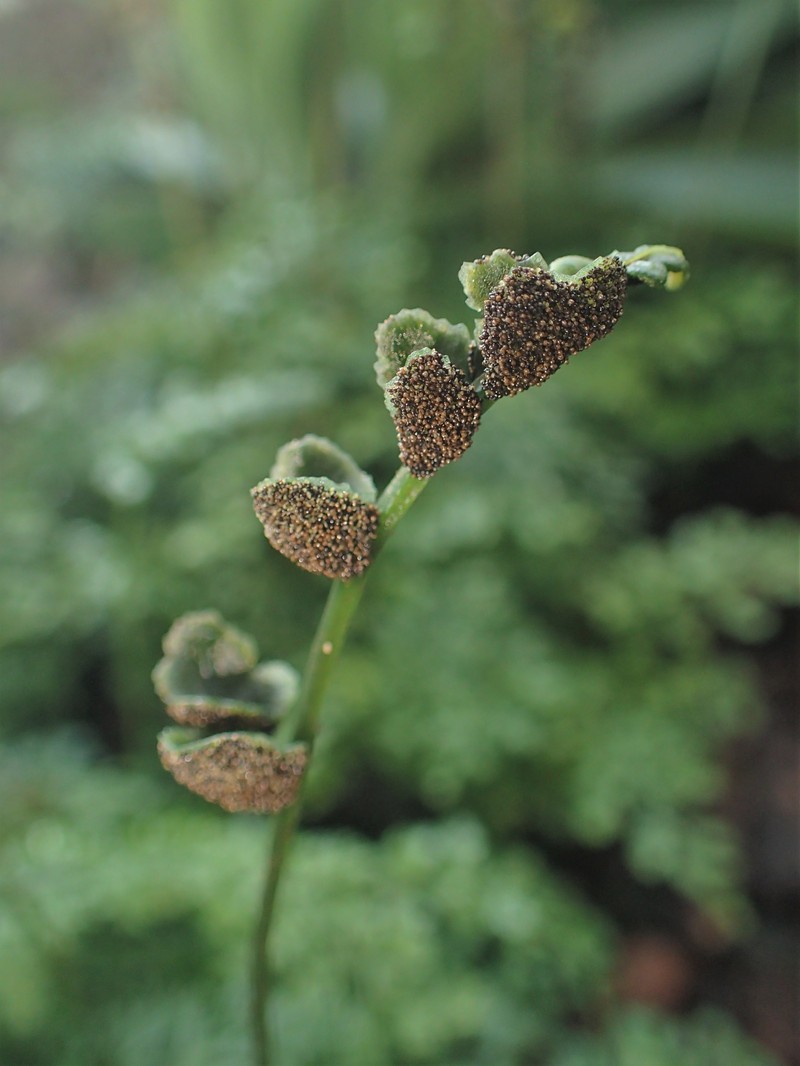 Bolbitis difformis photo 5