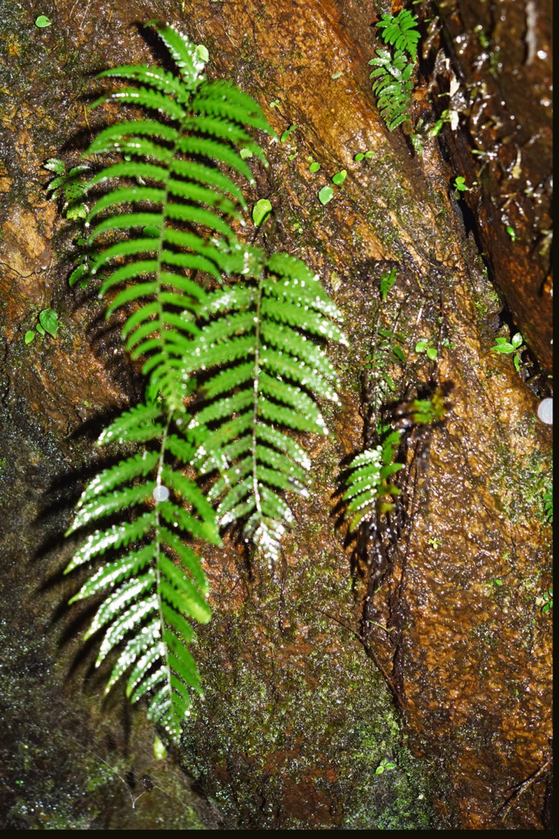 Bolbitis fengiana