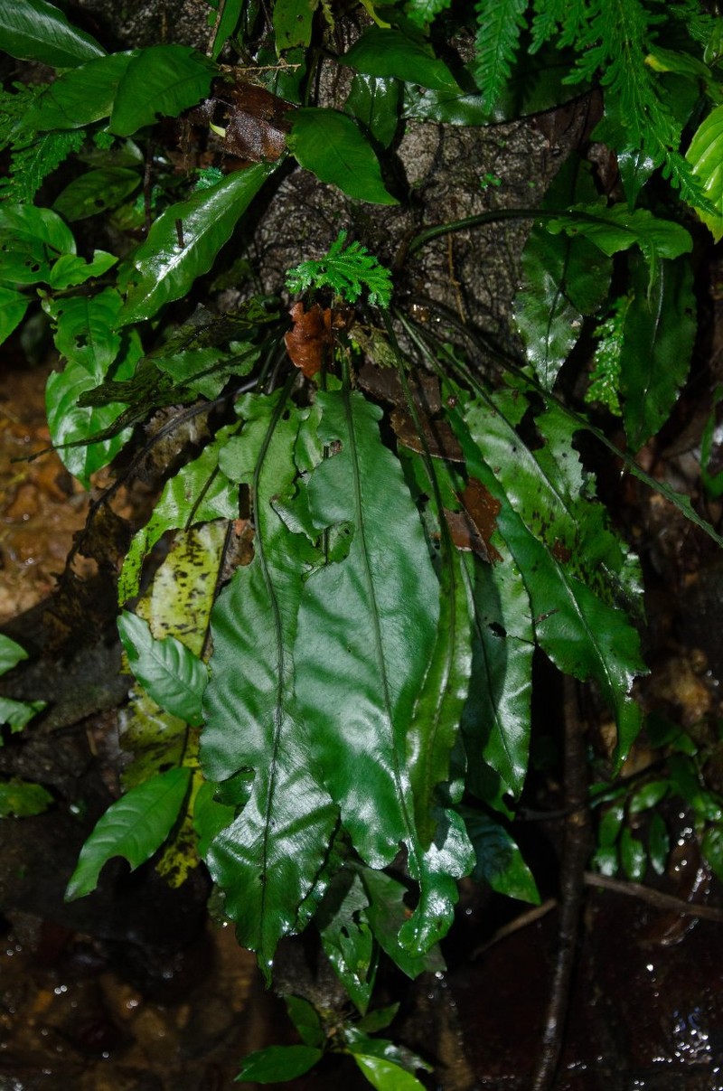 Bolbitis fluviatilis