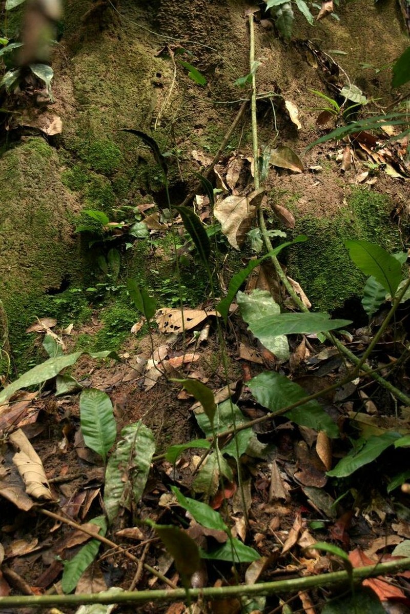 Bolbitis gaboonensis