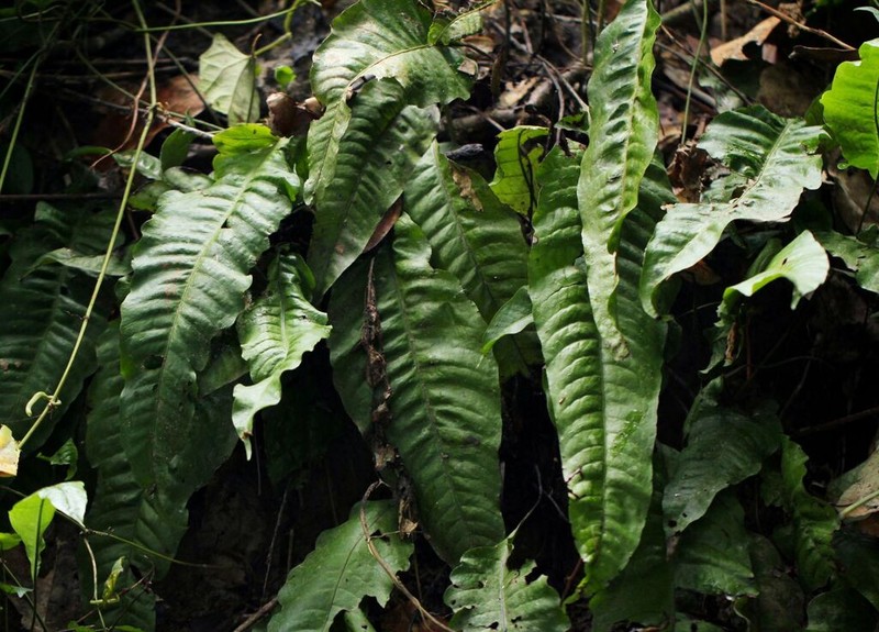 Bolbitis gaboonensis photo 2