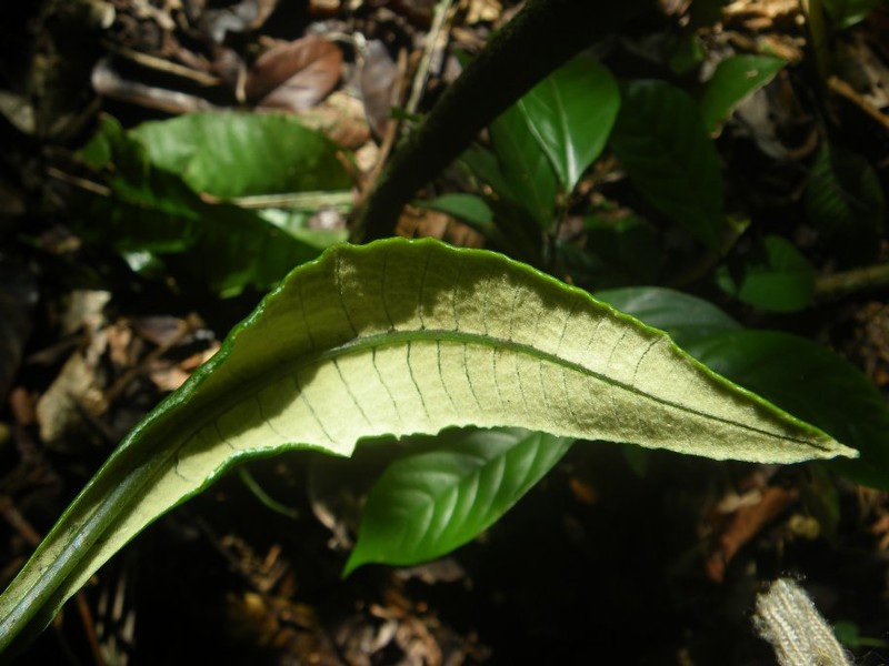 Bolbitis gaboonensis photo 3