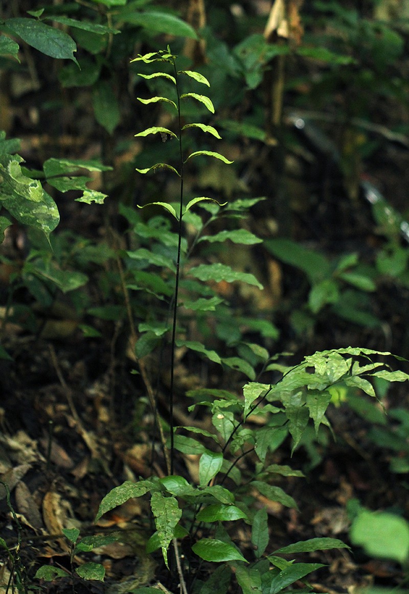 Bolbitis gemmifera