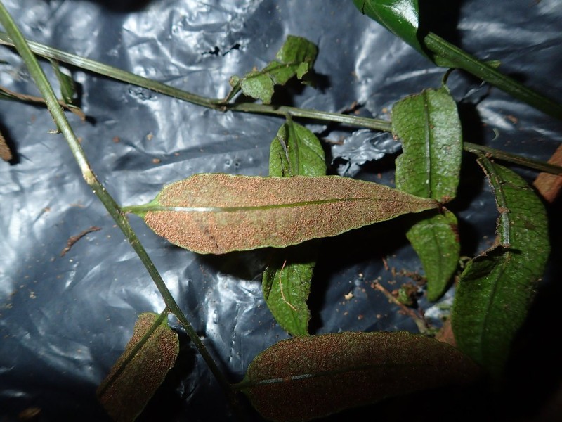 Bolbitis gemmifera photo 2