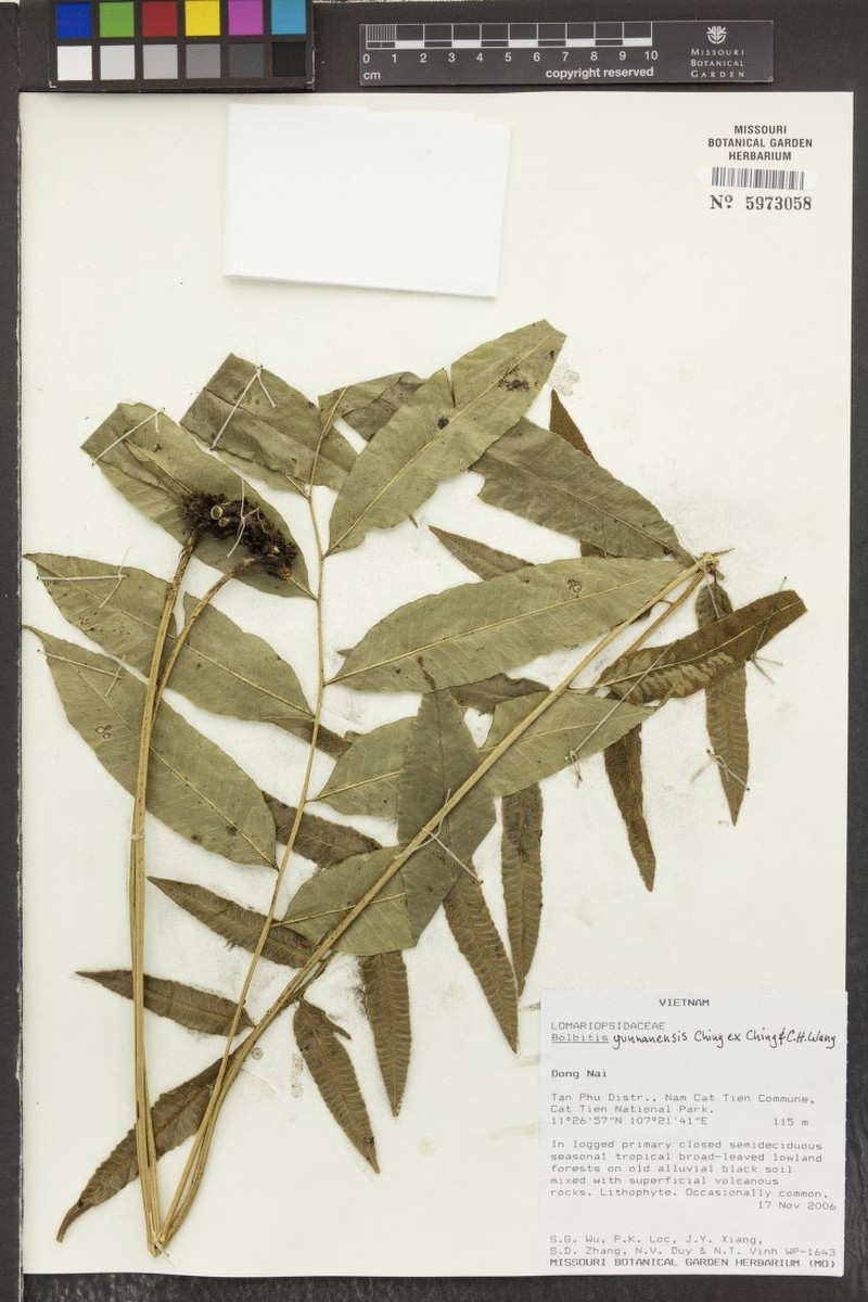 Bolbitis hainanensis