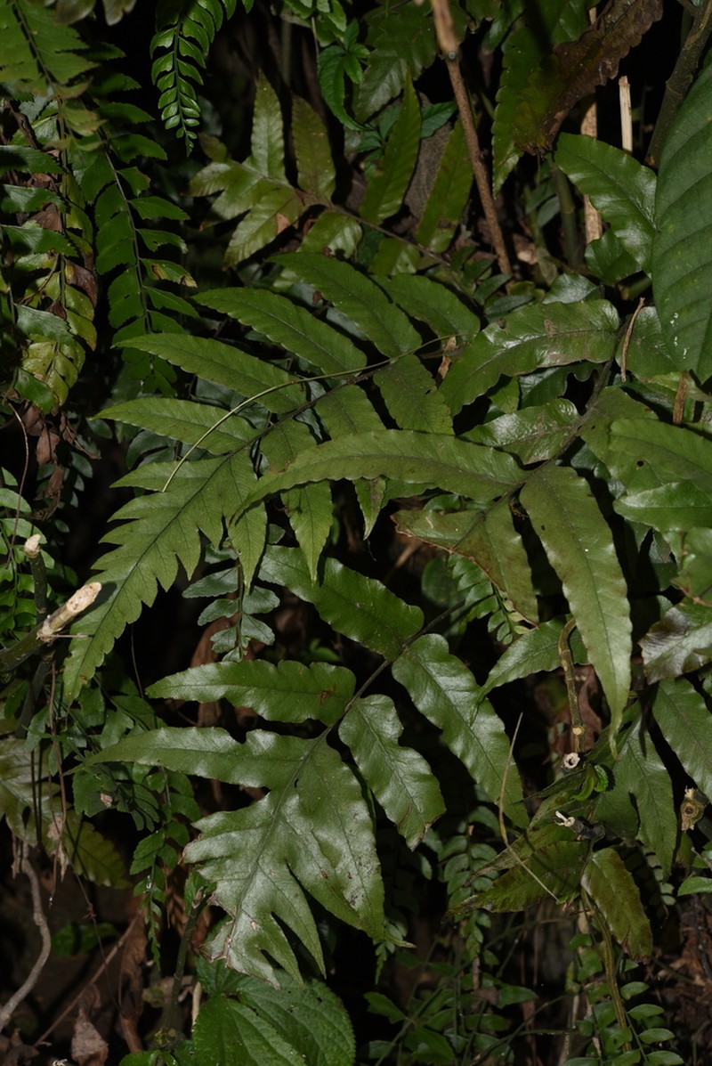 Bolbitis hekouensis photo 2
